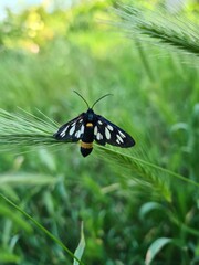 fluture natura © Eni