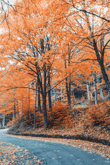Beech forest in autumn with a yellow tone to highlight the season.