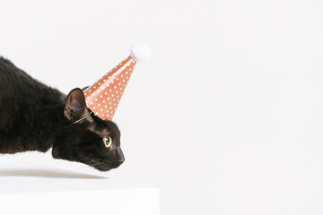 A beautiful young black cat looks out, wearing a birthday hat. I look to side sniffing. Isolated...