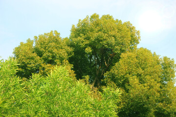 Obraz premium bamboo and big trees in the field