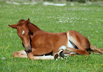 Cute chestnut foal resting on summer pasture