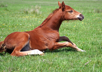 Small chestnut foal prepared to rise to its feet
