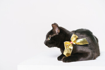 Black cat with gold bow isolated on white background. Cute pet posing in the studio. Festive mood