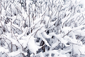 Shrub under white snow cover by close up.Thin branches powdered with a thick layer of snow.Winter landscape.Concept of decoration, abstraction,background.