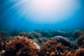 Underwater scene with red seaweed, sun rays and transparent water.