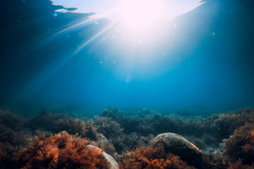 Underwater scene with red seaweed, sun rays and transparent water.