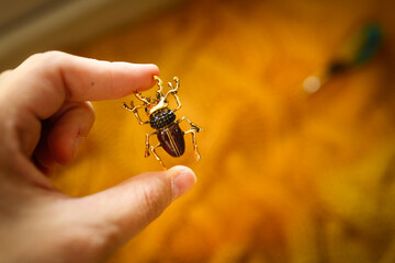brooch jewelry Insect breaks on a yellow knitted sweater, an inexpensive jewelry jewelry in the entomological style