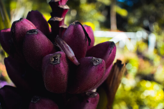 purple bananas that is produced in the mountains of Boquete in Panama.