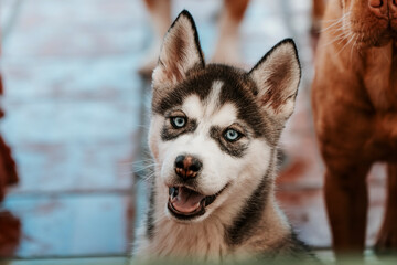 Husky