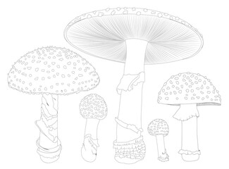 Fly agaric. A mushroom or toadstool. Different growth of mushrooms.