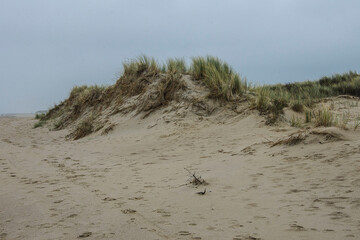dunes with beach grass on the sandy beach of Ouddorp at the Northsea coast 