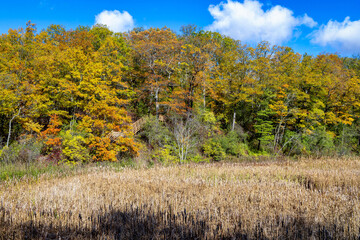 Fototapeta premium Hendrie Park Valley boardwalk trail across the marsh during autumn, Burlington Ontario