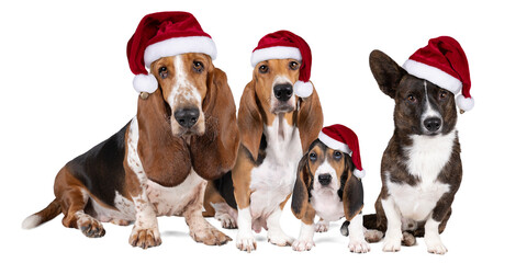 Dog family or pack of aFrench basset artesien normand and puppy a basset hound and a welsh corgi standing front view with christmas hats isolated on white