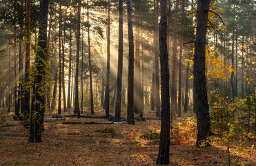 The sun's rays pierce the branches of the trees. Beautiful autumn morning in the forest.