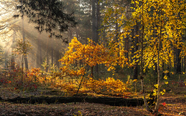 The sun's rays pierce the branches of the trees. Beautiful autumn morning in the forest.