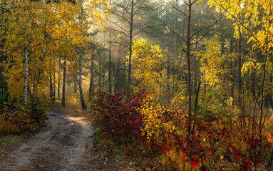The sun's rays pierce the branches of the trees. Beautiful autumn morning in the forest.