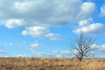 Tree without leaves on the lawn, dry yellow grass, bright blue sky and white clouds