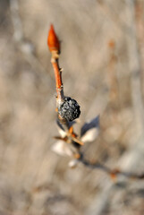 Poplar twig with young white buds and gray dry leaf, soft blurry brown  background,  sunny spring day