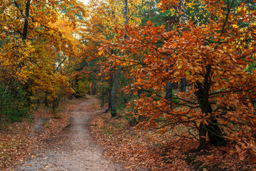 Autumn has decorated the forest with its colors. The leaves turned yellow, orange, red.