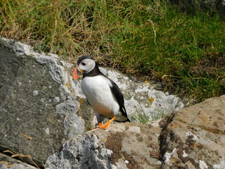 The cute Atlantic Puffins on the island of Mykines in the Faroese