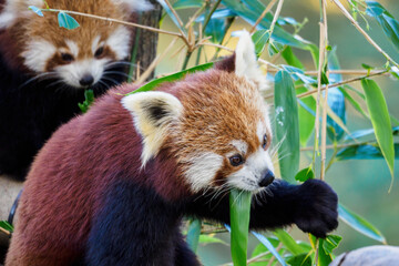 Red panda cub eating bamboo leaf.