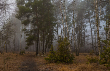 Autumn fogs. Damp autumn weather in the forest.