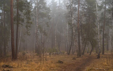 Fototapeta premium Autumn fogs. Damp autumn weather in the forest.