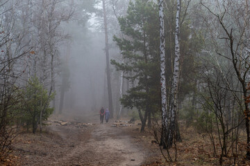 Autumn fogs. Damp autumn weather in the forest.