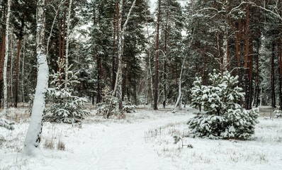 Snow fell to the ground and trees. Cold winter weather.