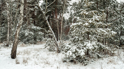 Snow fell to the ground and trees. Cold winter weather.
