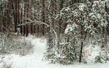 Snow fell to the ground and trees. Cold winter weather.