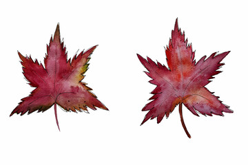 Watercolor, autumn leaf
