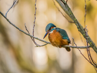 Eisvogel Dame bei der Jagt
