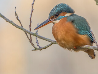 Eisvogel Dame / Kingfisher Lady