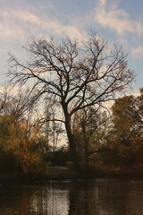 trees on lake