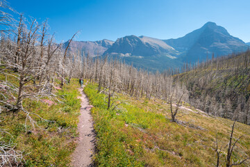 Siyeh Pass hiking trail leading through forest burned by wildfires in the in the Glacier National Park, Montana, USA. Wildfires in the Rockies.