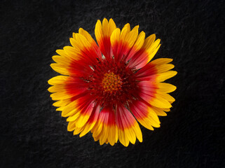 Studio shot of flower on black background. Photo from above.