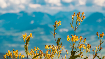 Solidago virgaurea, goldenrod, at the famous Purtschellerhaus near Berchtesgaden, Bavaria, Germany