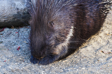 Close-up on the head of a porcupine.