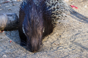 Close-up on the head of a porcupine.