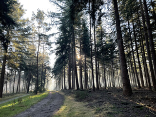 Obraz premium Sunlight through the trees around the Holterberg