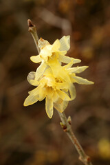 Chimonanthus Praecox wintertime highly fragrant shrub with a winter flower which is commonly known as Wintersweet, stock photo image