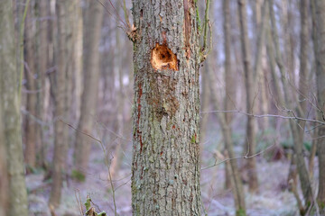 An einem morschen Baum versucht ein Specht eine Nisthöhle zu bauen