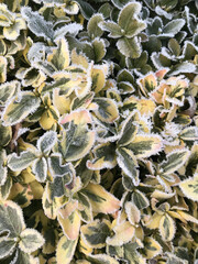 Green leaves of a plant covered with hoarfrost. Beautiful natural background with frost on the grass. Frozen flower. Rime ice on grass blades in the garden during frosts. Cold. Winter background.