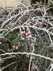 Green leaves of a plant covered with hoarfrost. Beautiful natural background with frost on the grass. Frozen flower. Rime ice on grass blades in the garden during frosts. Cold. Winter background.