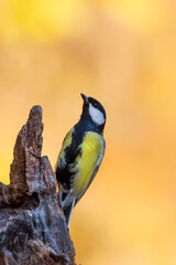Beautiful bird. Nature background. Great Tit. 