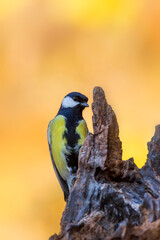 Beautiful bird. Nature background. Great Tit. 