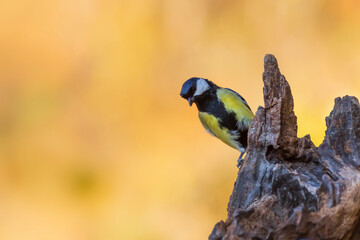 Beautiful bird. Nature background. Great Tit. 