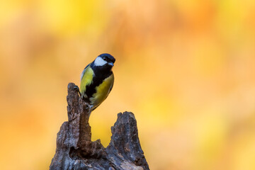 Beautiful bird. Nature background. Great Tit. 