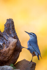 Beautiful bird. Nature background. Krüper's nuthatch. Sitta krueperi. 